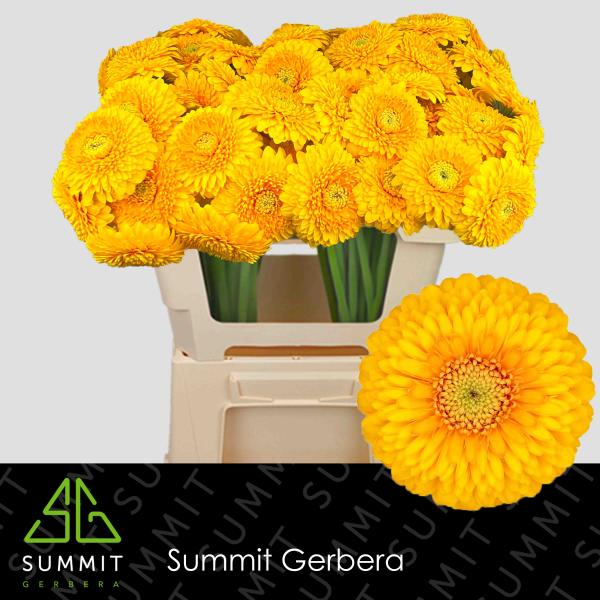 Vollsortiment - Gerbera mini gefüllt gelb, 1 Stiel
